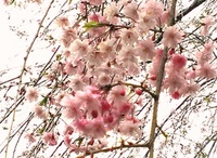 2013桜.jpg